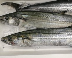 愛媛釣りさわら