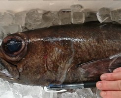 鹿児島極上黒むつ