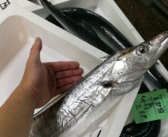 土佐清水便太刀魚