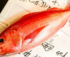 はまだい