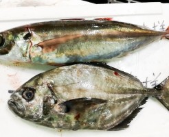 20181004_181030_0067