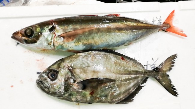 20181004_181030_0067