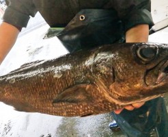 超極上黒むつ (5)