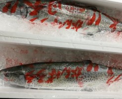 徳島釣りさわら (1)