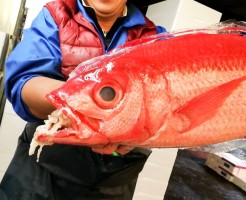 市場魚_181101_0007